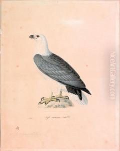 Aigle Oceanique by Nicolas Huet