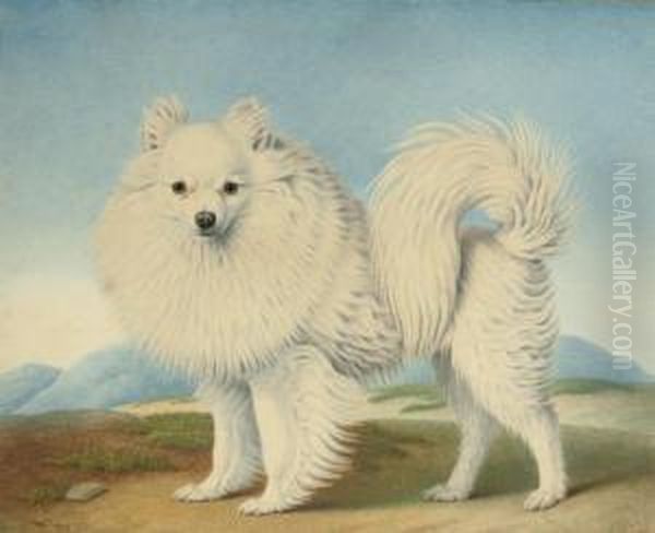 A Pomeranian - view 1