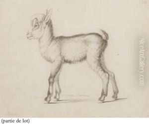 Une Brebis Vue De Profil Vers La Gauche