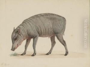 Un Jeune Babiroussa Vu De Profil Vers La Gauche by Nicolas Huet