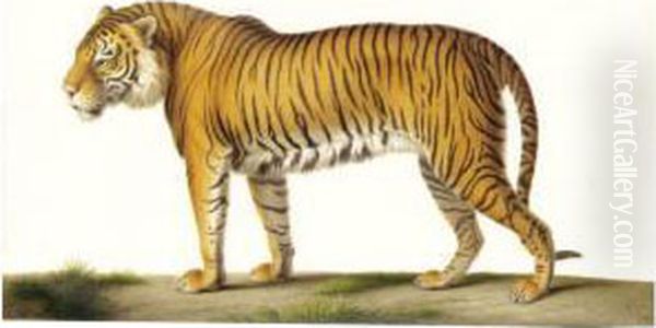 A Tiger - view 1