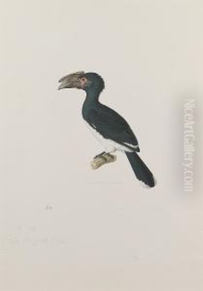 A Hornbill - view 1