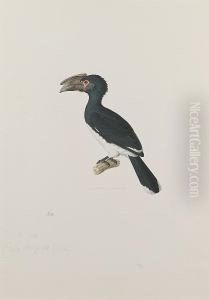 A Hornbill by Nicolas Huet