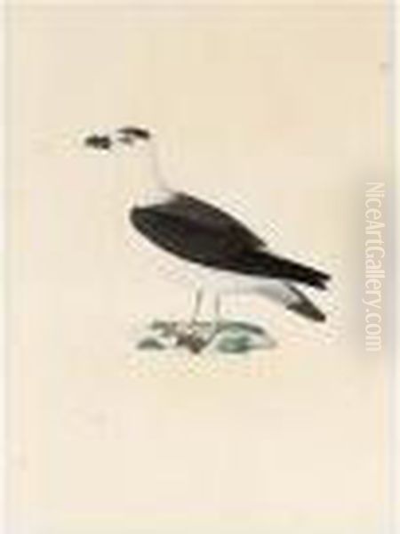 Seabird - view 1