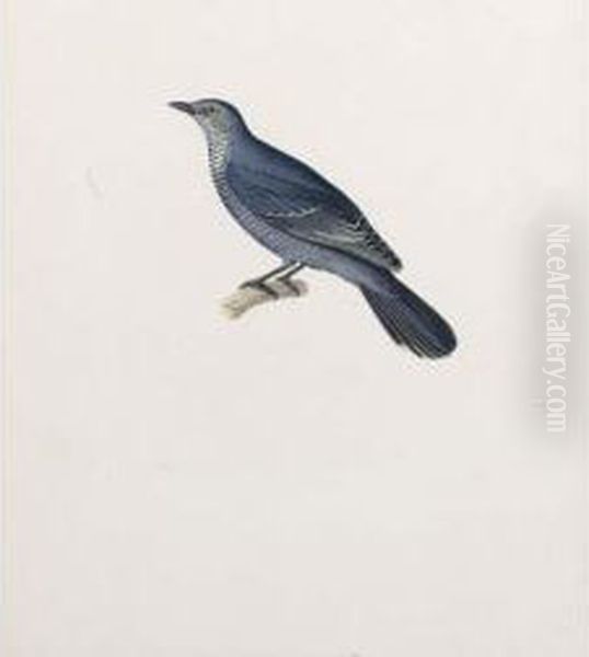 A Cuckoo - view 1