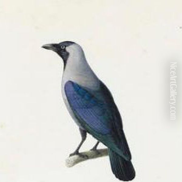 An Exotic Crow - view 1