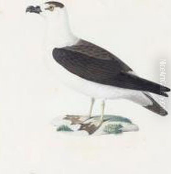 A Seabird - view 1