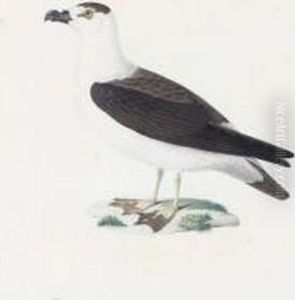A Seabird A Seabird