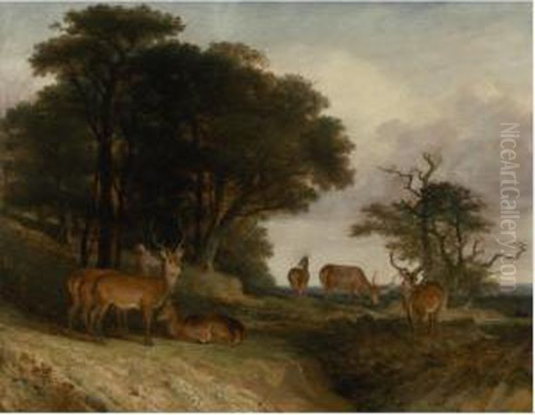 Deer At The Edge Of A Clearing At Sunset - view 1