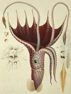 Squid, Pl.2 from 'Histoire Naturelle Generale et Particuliere des Cephalopodes Acetabuliferes', 1835-48 by Antoine Chazal