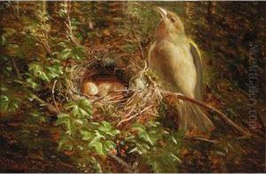 Chaffinch Nesting; Green Finch Guarding The Nest by William Hughes