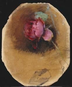 Etude D'une Rose