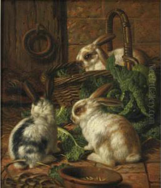 Tame Rabbits - view 1
