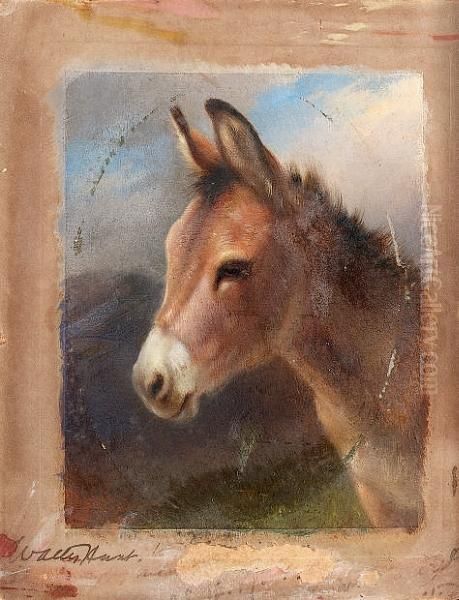 Head Study Of A Donkey - view 1
