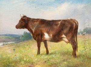 Study Of A Cow