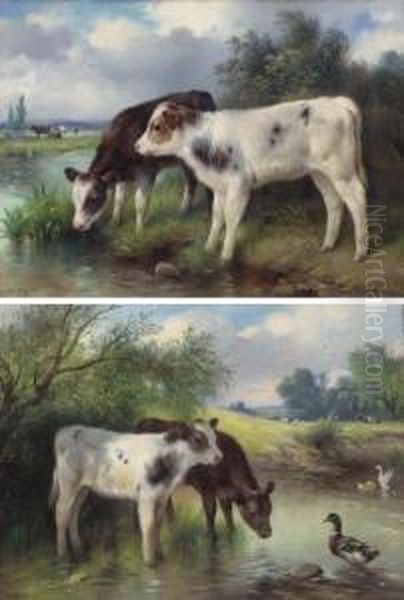 Calves Watering - view 1