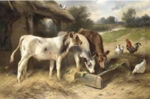 Calves Feeding, With Chickens And Doves Beside A Barn