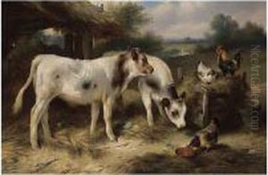 Calves And Hens Feeding