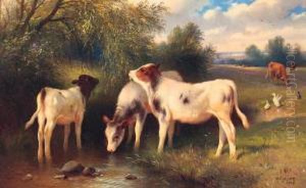 Calves Watering At A Stream - view 1