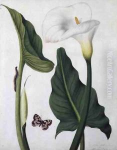 Calla Aethiopica with Butterfly and Caterpillar by Matilda Conyers