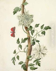 Clematis Florida with Butterfly and Caterpillar by Matilda Conyers