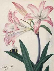 Lilium Belladonna and Bee, 1786 by Matilda Conyers