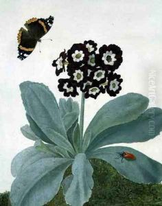 Primula Auricula with Butterfly and Beetle by Matilda Conyers