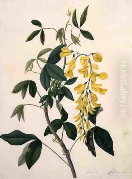 Laburnum Anagyroides - view 1