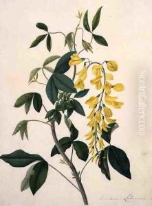 Laburnum Anagyroides by Matilda Conyers