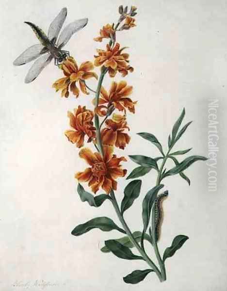 Erysium Cheiri with Dragonfly and Caterpillar - view 1