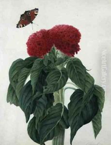 Celosia Argentea Cristata and Butterfly by Matilda Conyers