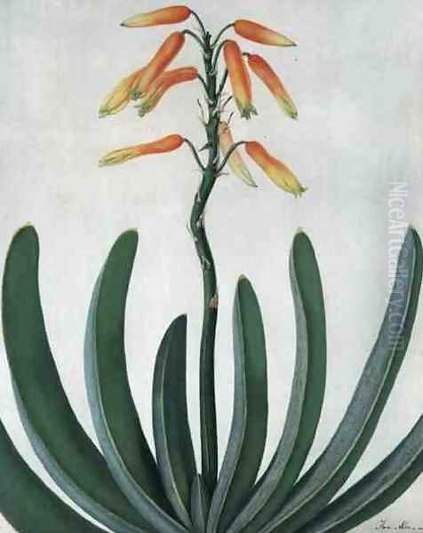 Aloe Striata - view 1