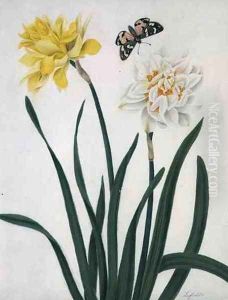 Narcissi and Butterfly by Matilda Conyers