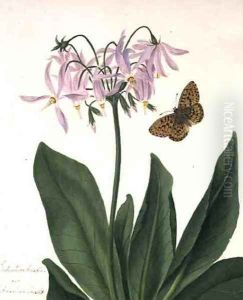 Dodecatheon Meadia and Butterfly by Matilda Conyers
