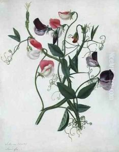 Lathyrus Odoratus by Matilda Conyers