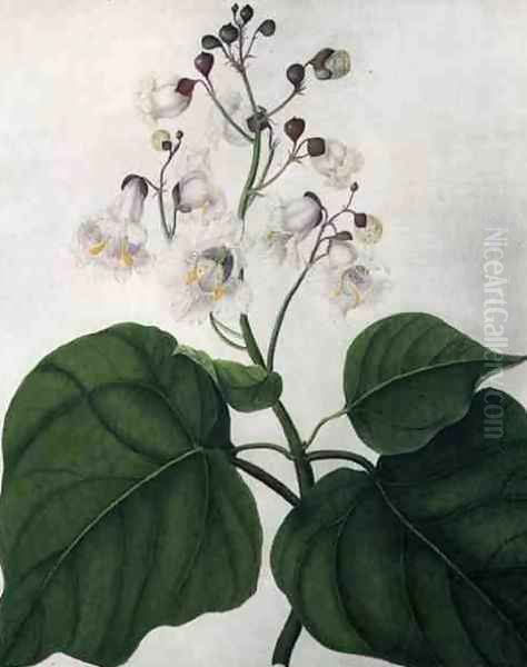 Catalpa Speciosa - view 1