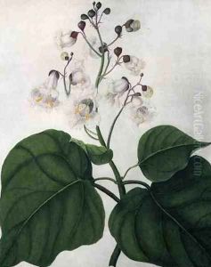 Catalpa Speciosa by Matilda Conyers