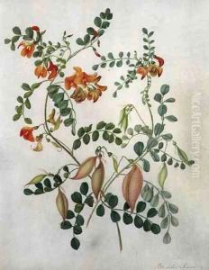 Colutea Arbordscens Media by Matilda Conyers