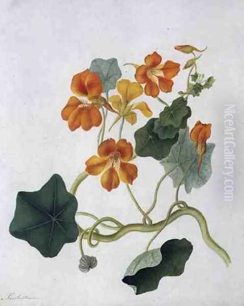 Tropaeolum - view 1