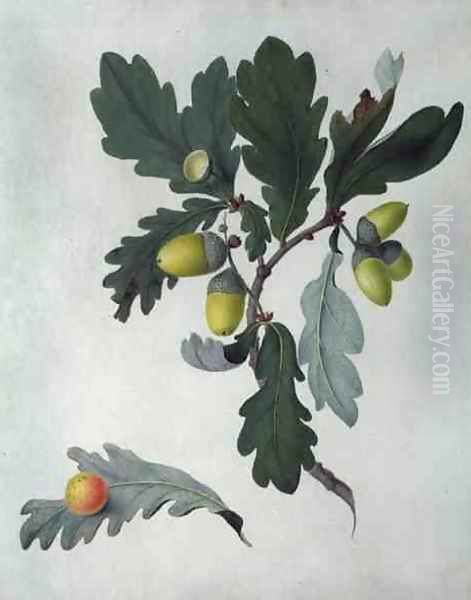 Quercus - view 1