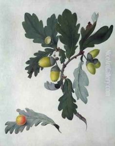 Quercus by Matilda Conyers