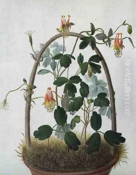 Tropaeolum Tuberosum - view 1
