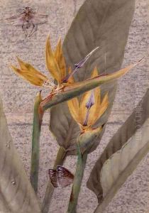 A Strelizia Lily by General John Chamberlayne