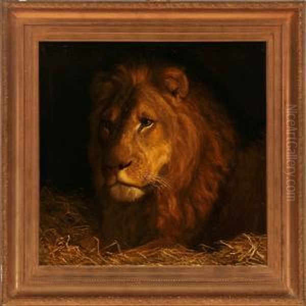 A Male Lion - view 1