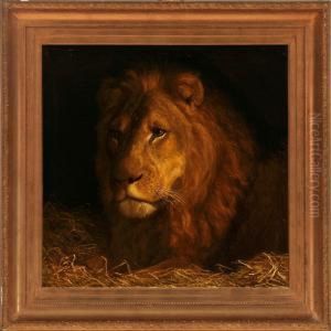 A Male Lion