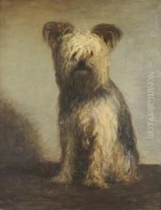A Yorkshire Terrier