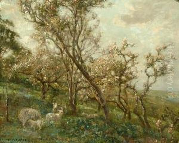 Sheep In An Orchard - view 1