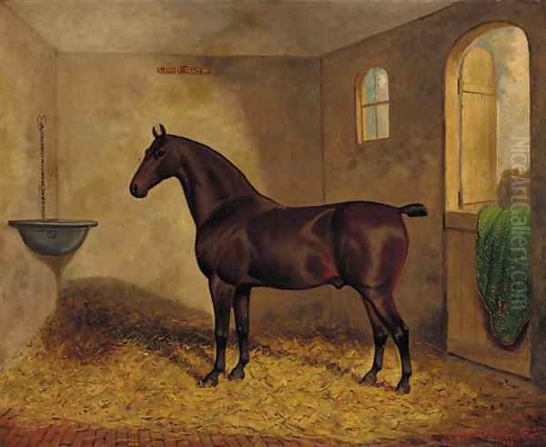 Lord Bath, a bay horse in a stable - view 1