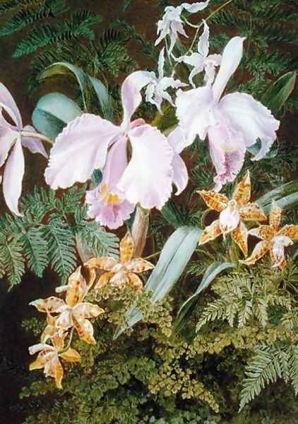 Orchids - view 1