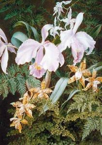 Orchids by Marian Emma Chase